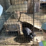 phoca_thumb_m_krteci obora 20 Fotogalerie